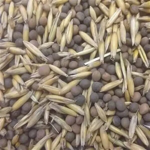 Сидератная зерносмесь (рожь озимая+вика озимая)