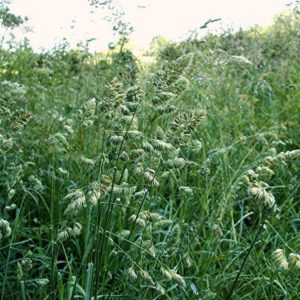 Ежа сборная