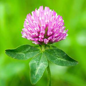 Клевер луговой (красный)