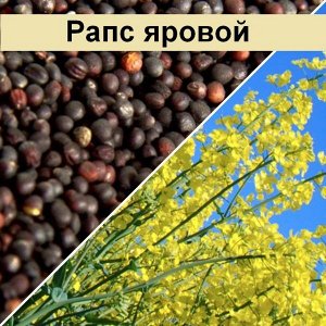 Яровой рапс