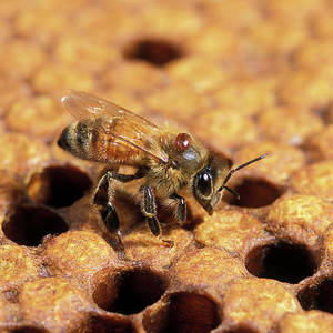 Исследование пчел