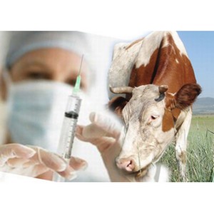 Вакцинация животных