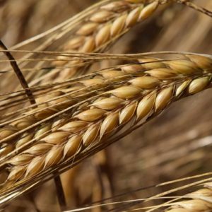 Зерновые, зернобобовые культуры