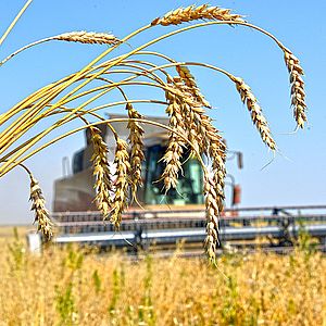 Производство продукции растениеводства