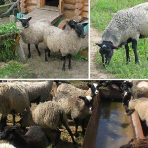 Выращивание овец романовской породы