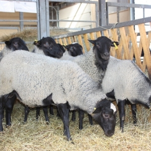 Выращивание овец романовской породы