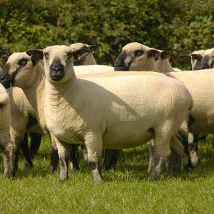Скотоводство, овцеводство