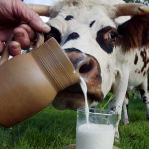Молочное скотоводство