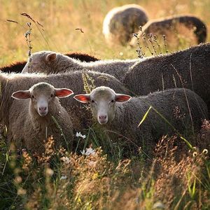 Сельское хозяйство овцеводство
