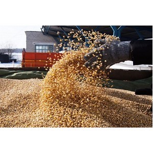 Производство зернобобовых культур