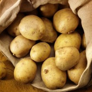 Выращивание и реализация картофеля