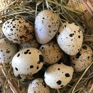 Яйца перепелиные оптом