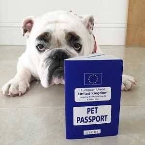 Выдача ветеринарного паспорта животного