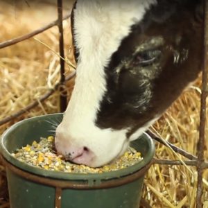 Комбикорм для телят