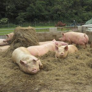 Выращивание свиней