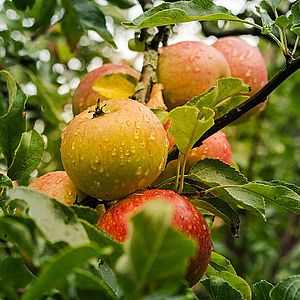 Выращивание яблок