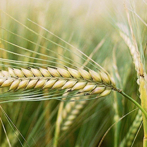 Селекция зерновых и зернобобовых культур