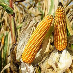 Кукуруза зернового направления
