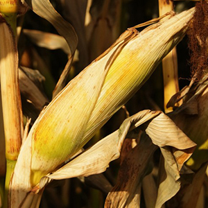 Гибриды кукурузы универсального направления
