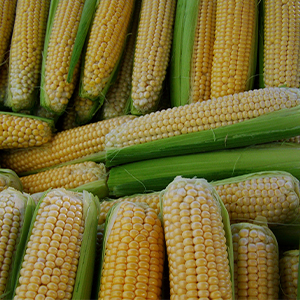 Селекция гибридов кукурузы