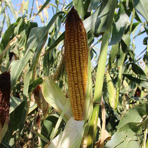 Селекция гибридов кукурузы универсального, зернового и силосного направления