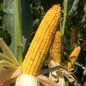 Селекция гибридов кукурузы зернового и силосного направлений