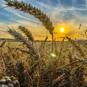 Производство зерновых культур