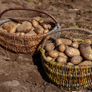 Заготовка сельхозпродукции