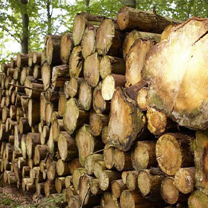 Заготовка и переработка леса