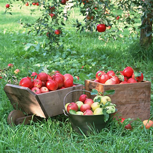 Плодово-ягодный сад