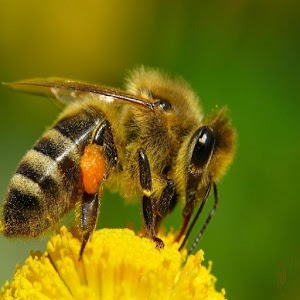 Пчелиный мед