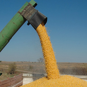 Производство зерна
