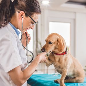 Ветеринарная помощь