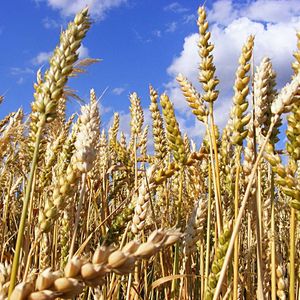 Выращивание зерновых, зернобобовых культур