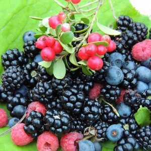 Дикорастущие плоды и ягоды