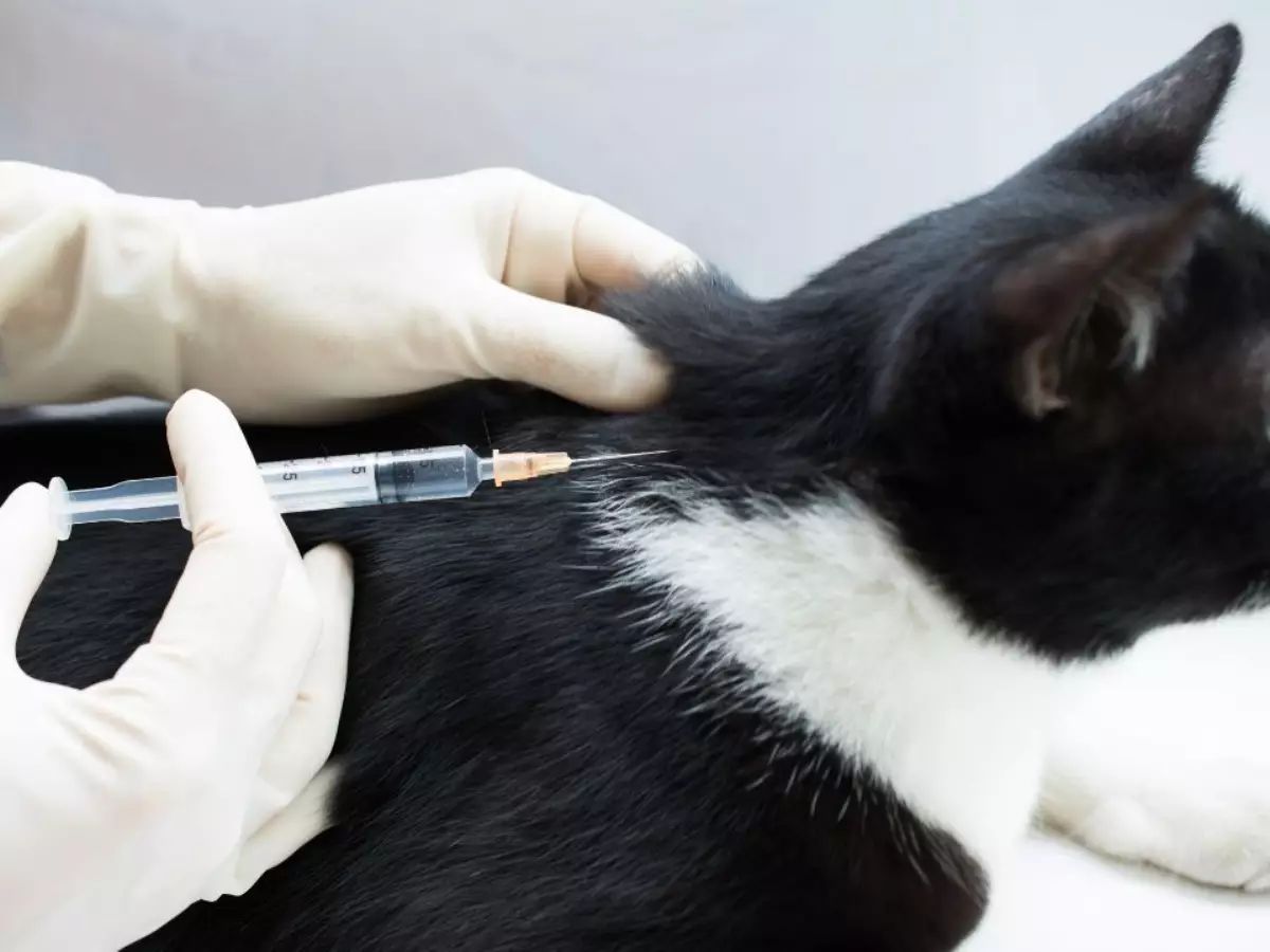 ВАКЦИНАЦИЯ против Болезни Ньюкасла