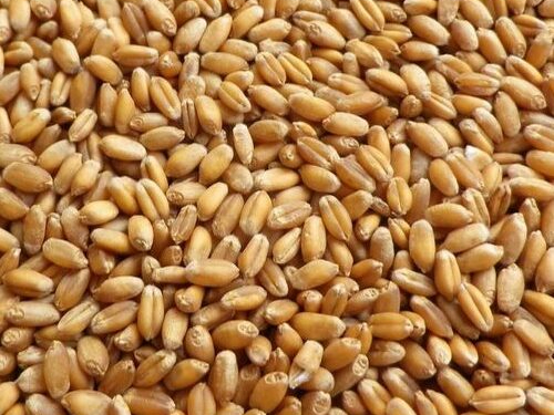 Реализуем семена ярового тритикале Дело (суперэлита)