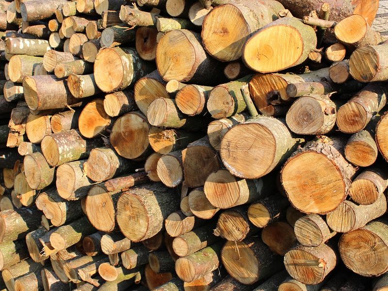 В Бегомльском лесхозе можно приобрести  дрова!