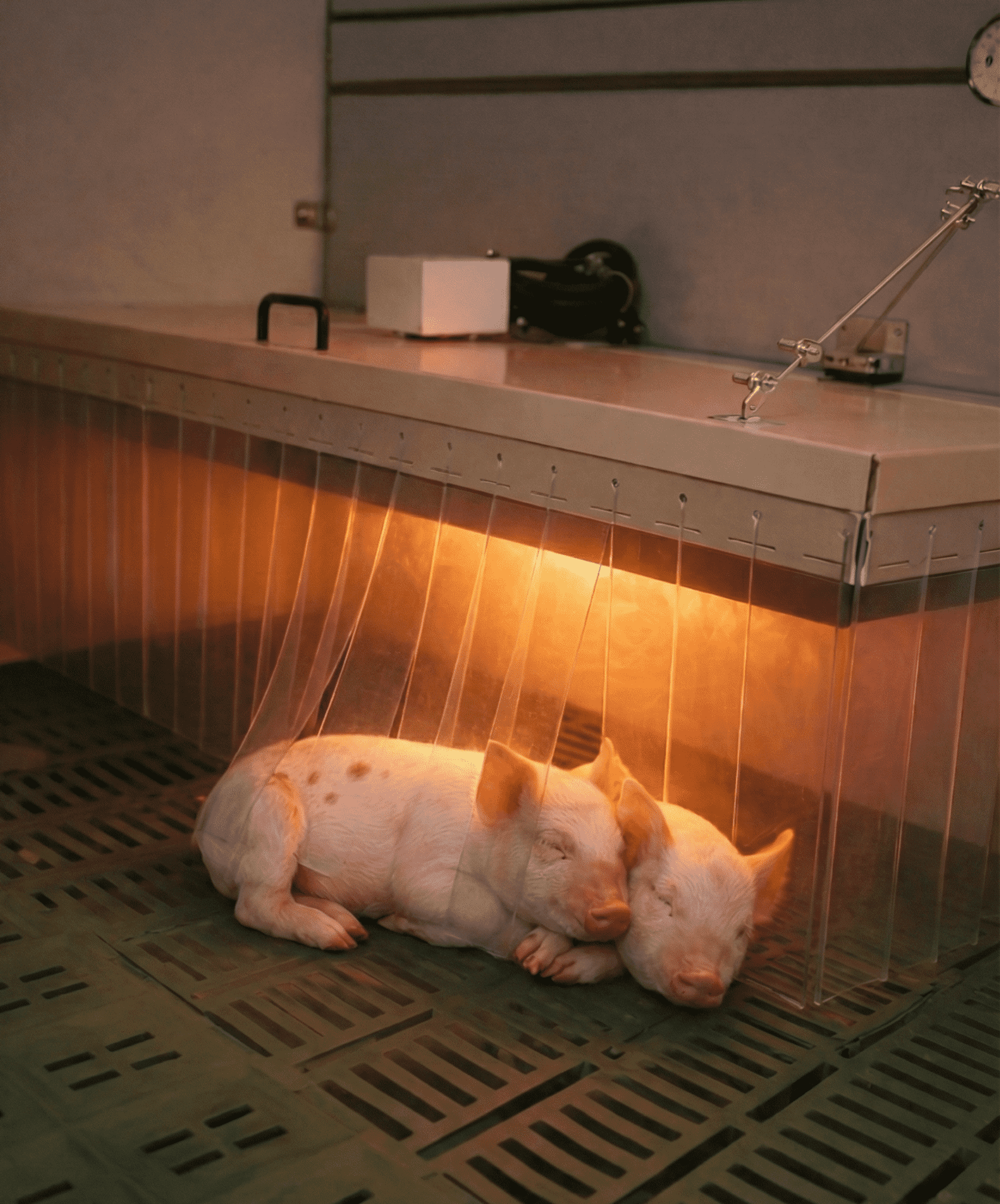 Плита для обогрева поросят HAKA FBH 350 