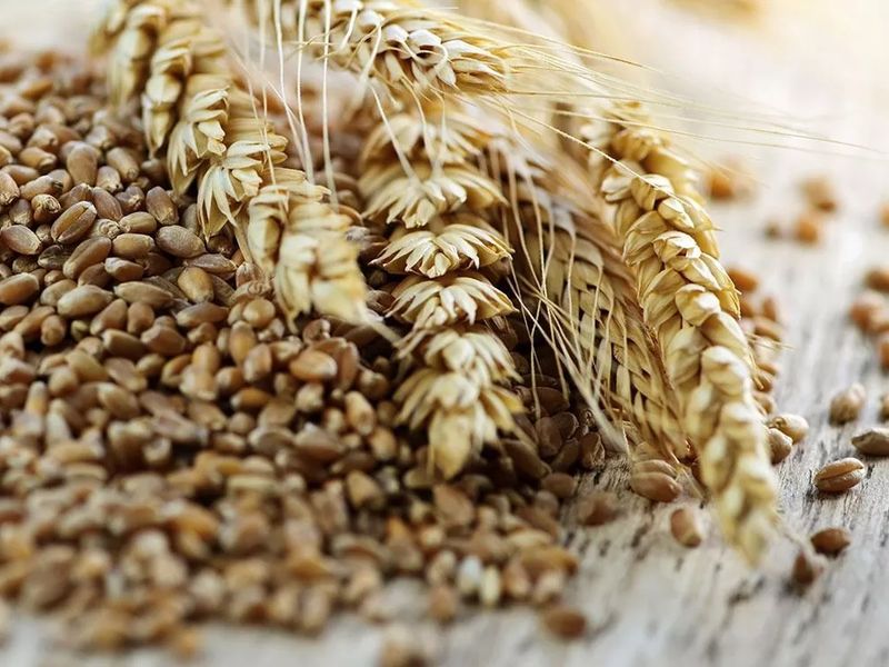 Пшеница фуражная урожая 2023 года