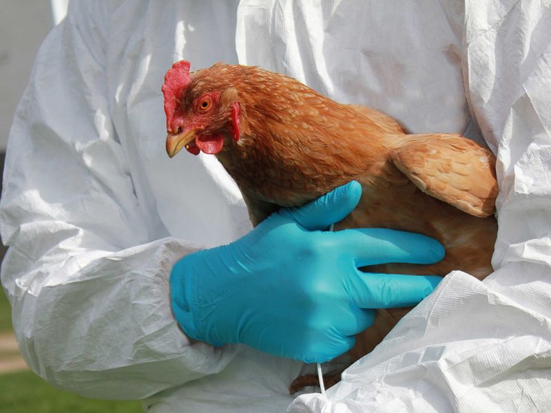 Бесплатная вакцинация домашней птицы против болезни Ньюкасла
