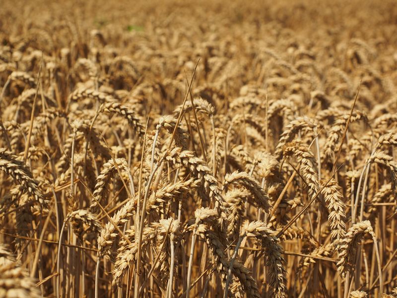 КСУП Гудогай реализует семена пшеницы яровой