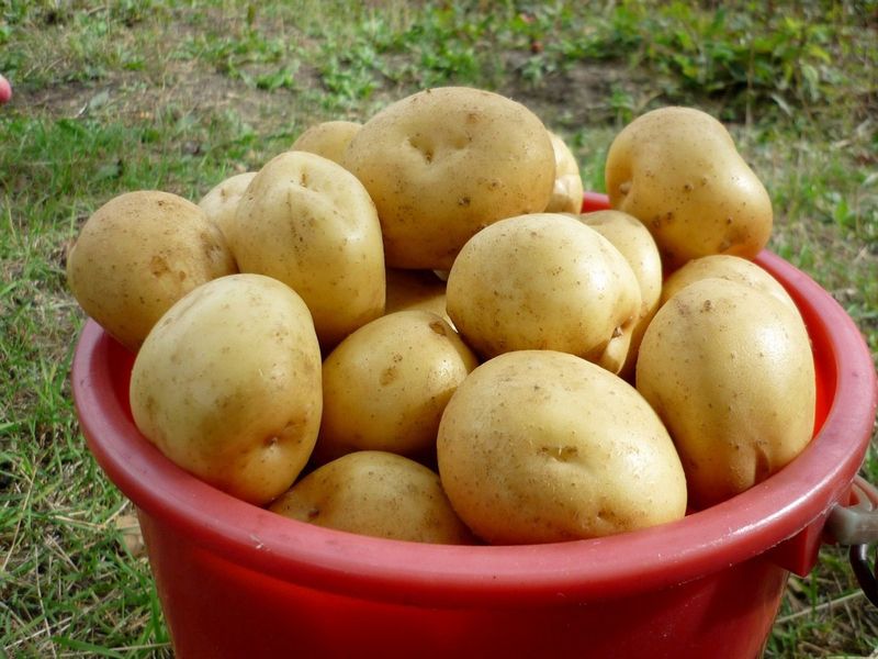 Реализация картошки
