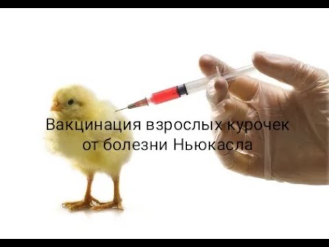 ВАКЦИНАЦИЯ против Болезни Ньюкасла