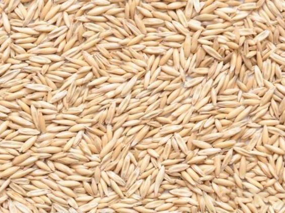 Реализуем семена овса Реверанс (суперэлита)