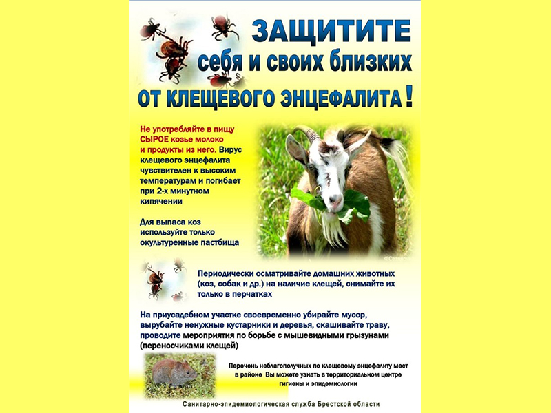 Опасность от козы!
