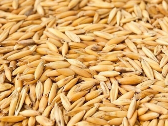 Реализуем семена ярового тритикале Дублет (элита / суперэлита)